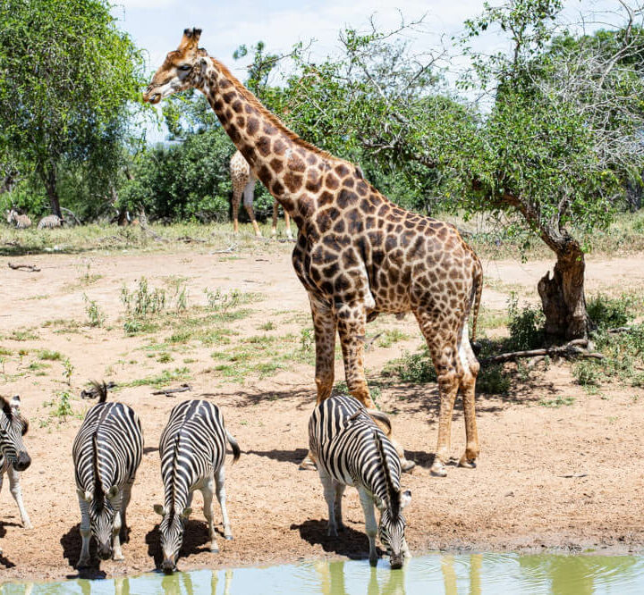 The Best Bushveld Camps South Africa Has to Offer