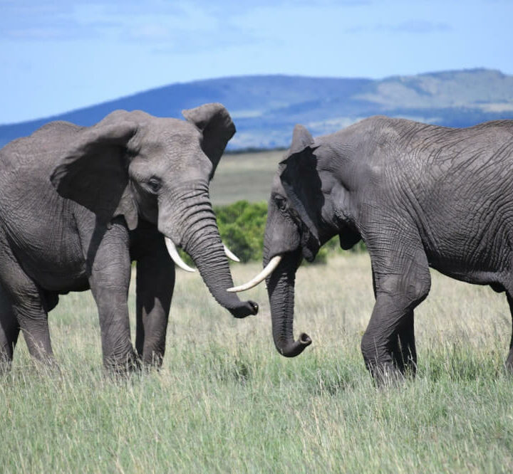 African Safari